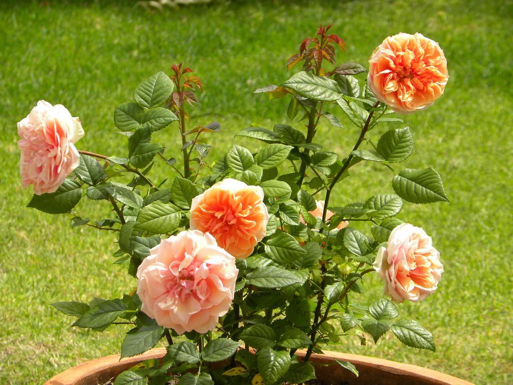 Applegarth B&B And Self-Catering Studios Cape Town Luaran gambar