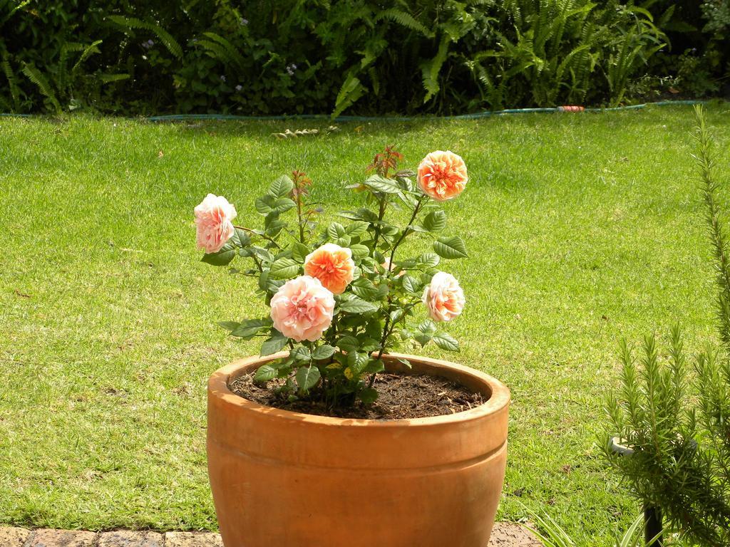 Applegarth B&B And Self-Catering Studios Cape Town Luaran gambar