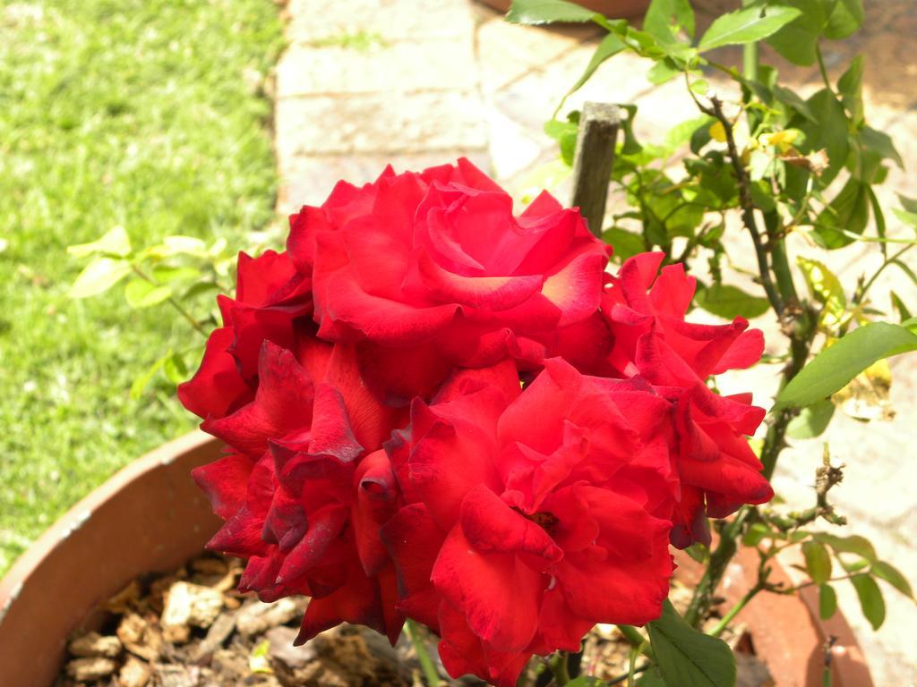 Applegarth B&B And Self-Catering Studios Cape Town Luaran gambar